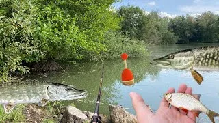 Miniature : PECHE au VIF au BOUCHON - Ce spot rempli de BROCHET + Jeu Concours à Gagner ! 4K