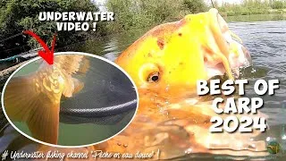 Miniature : BEST OF CARP 2024 - Amiens - Vidéo sous-marine
