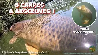 Miniature : PÊCHE de 5 CARPES à ARGOEUVES - Vidéo sous-marine