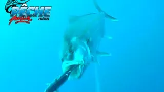 Miniature : Pêche Passion Fréjus - Attaque de sériole filmée par Water Wolf