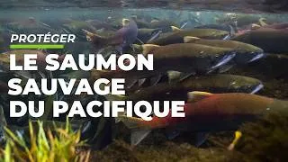 Miniature : Protéger le saumon sauvage du Pacifique