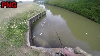 Miniature : Le ZAP des PNG Partie 1