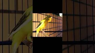 Miniature : Chant Canari Exceptionnel – Le Son Parfait pour Faire Chanter Votre Canari