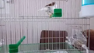 Miniature : Chant de Canari Extraordinaire – Relaxation & Entraînement