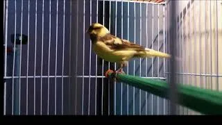 Miniature : Canary Singing Therapy – Ambiance zen et entraînement oiseaux