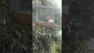 Miniature : Premiers gazouillis : le chant naissant d’un jeune canari ( chant d'oiseau )