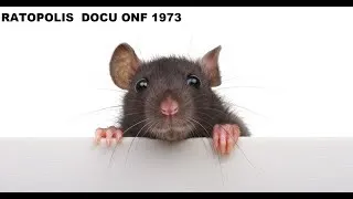 Miniature : Ratopolis Documentaire ONF 1973