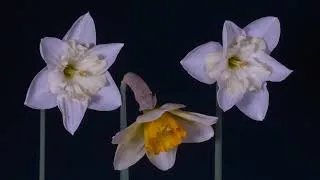 Miniature : Nul ne peut atteindre l’aube sans passer par le chemin de la nuit – Analyse de Khalil Gibran