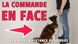 Miniature : FAIRE REVENIR SON CHIEN EN FACE