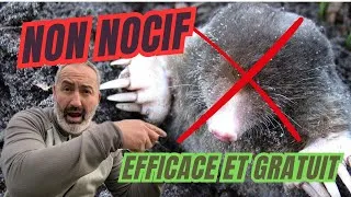 Miniature : Comment créer un répulsif à taupe super efficace en 5 minutes