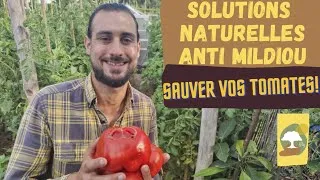 Miniature : Solutions naturelles ANTI-MILDIOU pour sauver vos TOMATES!