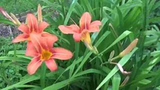 Miniature : Permaculture création...Mon jardin (18 juin 2018)