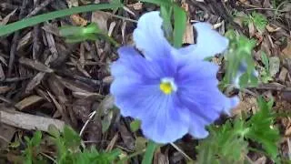 Miniature : Permaculture création...Jardin de récupe deuxième année(debut juin 2018)