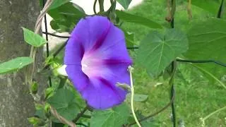 Miniature : Permaculture création...Jardin Mon jardin troisième année en permaculture (26 septembre 2017)