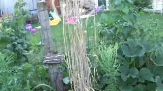 Miniature : Permaculture création...Mon jardin,troisième année en permaculture(18 juillet 2017)