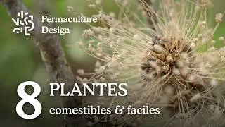 Miniature : Jardin-forêt : 8 plantes faciles (presque) sans entretien