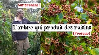 Miniature : L’arbre qui produit des (presque) raisins au goût de poire !