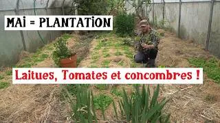 Miniature : Plantation des tomates et concombres en serre