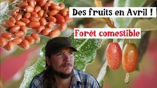 Miniature : Cet arbuste produit des fruits en avril… et presque personne ne le connaît !