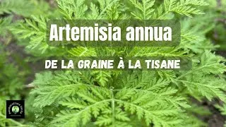 Miniature : Pourquoi cultiver l'Artemisia annua ? Les secrets d'une récolte réussie