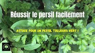 Miniature : Persil : réussir la culture bio facilement et sans erreurs