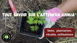 Miniature : ARTEMISIA ANNUA 🌿 Semis, culture & récolte facile 