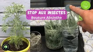 Miniature : Absinthe : l'arme secrète anti insectes de mon potager.