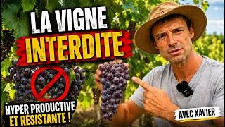 Miniature : La VIGNE interdite qui produit comme jamais ! | Avec Xavier Gabaston Ferme du Tiouc 