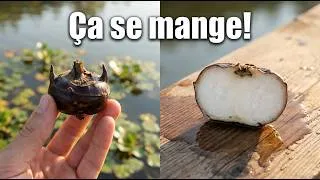 Miniature : Trapa natans (châtaigne d’eau): plantation, récolte, goût et bienfaits digestifs