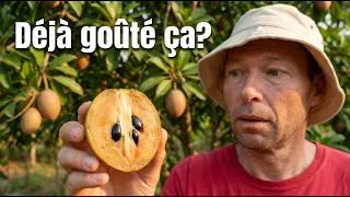 Miniature : Sapotille: ce fruit tropical méconnu est excellent pour la digestion