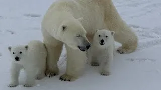 Miniature : La dernière rencontre… Nanuq et ses deux petits.