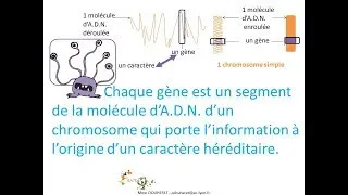 Miniature : SVT - Les gènes