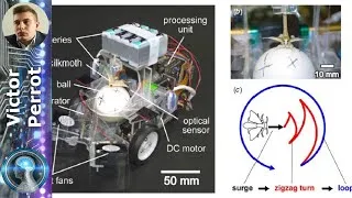 Miniature : Un insecte pilote un robot : découvrez comment il lui enseigne l'odorat !