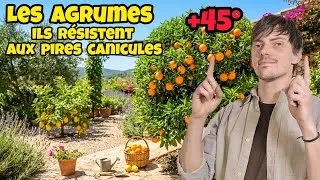 Miniature : Quels AGRUMES à planter en France, résistants aux canicules et gels + visite de la serre