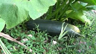 Miniature : Mon potager 2020 - Permaculture - France