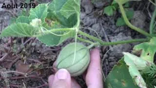 Miniature : Melon - Cucumis melo - Cucurbitacées - France