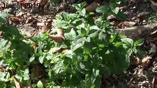 Miniature : Menthe - Mentha - Labiacées, Lamiacées, Labiées - France