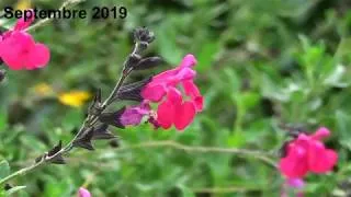 Miniature : Sauge rose 'LOVE AND WISHES' - Sauge d’automne, Sauge de Gregg, Sauge du Texas - France