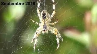 Miniature : Argiope - araignée jaune et noire - épeire fasciée - France
