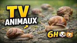 Miniature : TV pour Chiens et Chats – Escargots en Mouvement 🐶🐱 | Vidéo Relaxante & Apaisante 6H 🐌