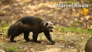 Miniature : Marvel Rivals chill relax tranquille