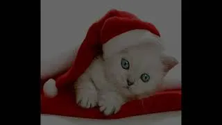 Miniature : Petit Cochonou - Chat de Noël (paroles officielles mais pas l'instru)