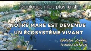 Miniature : Quelques mois plus tard notre mare est devenue un écosystème vivant, libellules, abeilles...