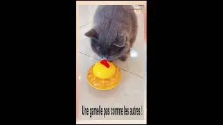 Miniature : Distributeur de Croquettes OVNI 🛸🐶🐱 | Jouet Interactif & Alimentation Lente