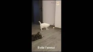 Miniature : Jouet Automatique Intelligent 3‑en‑1 pour Chat 🐱 | Laser, Plume & Jeu Autonome