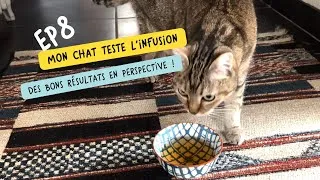 Miniature : EP8 - Les premiers tests de l'infusion pour chats commencent ! 🍵😻
