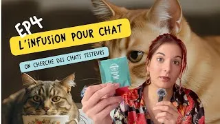 Miniature : Infusion apaisante pour chats : vos votes & les premières recettes 😻