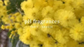 Miniature : Le mimosa , de plante au parfum. 