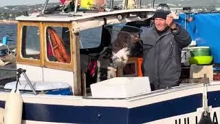 Miniature : @ Félix , un des rares palangriers de la côte bleue , Carry le Rouet . Pêche à la daurade 