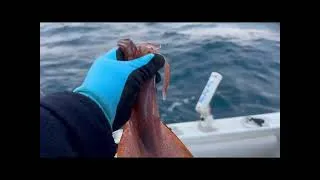 Miniature : Détections de calamars et denti avec ma NAVnet touchXL 16 . Sonde Airmar 275 LHW 